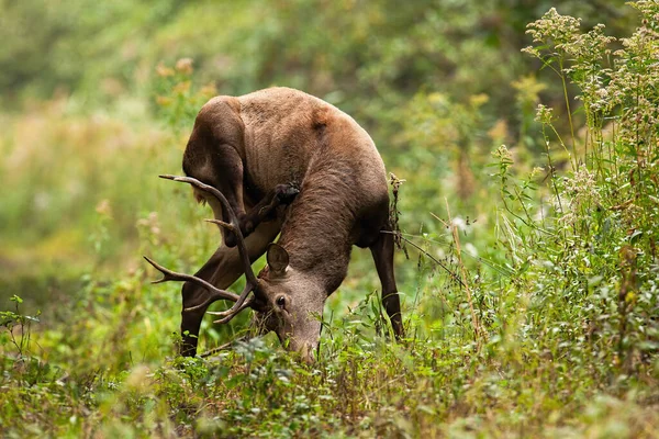 秋の森の中で赤い鹿の首を掻く自然 — ストック写真
