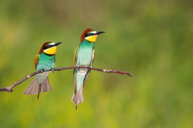 İki Avrupalı arı yiyici kopyalama alanı olan bir şubeye bakıyor