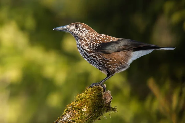 Gespot notenkraker zittend op tak in de zomer zonlicht — Stockfoto