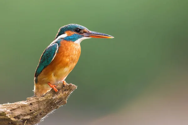 Звичайна гілка Kingfisher з пробілом для копіювання — стокове фото
