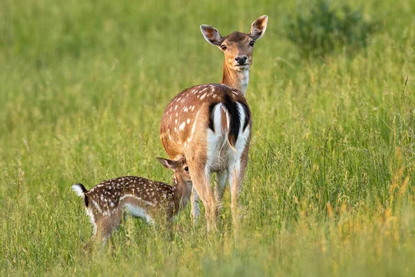 Jachère de cerf avec faon debout sur la prairie en été nature — Photo