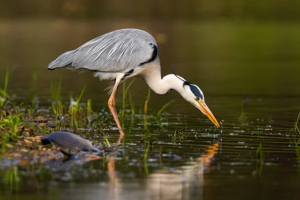 Grey heron fishing in water in summertime nature from side — Stock Photo, Image