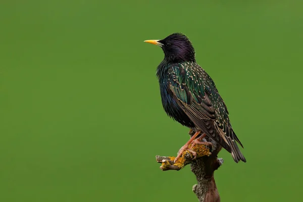 Common starling sitting on branch in summer nature — Stock Photo, Image