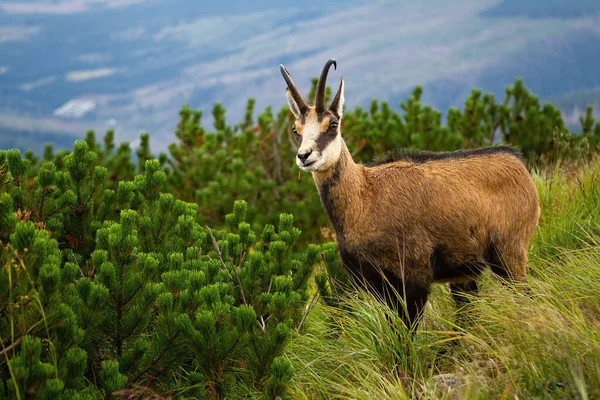 Tatra güveci yazın yeşil dağlarda duruyor. — Stok fotoğraf