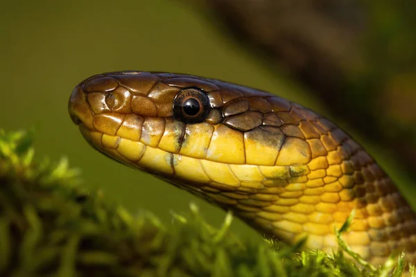 Retrato de cobra esteculapiana olhando na natureza de verão — Fotografia de Stock