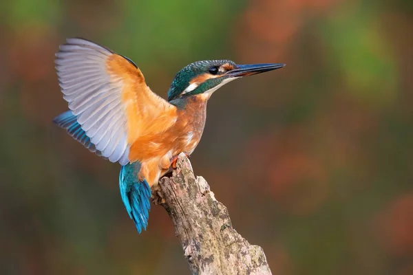 Eisvogel landet im Sommer von der Seite auf Ast — Stockfoto