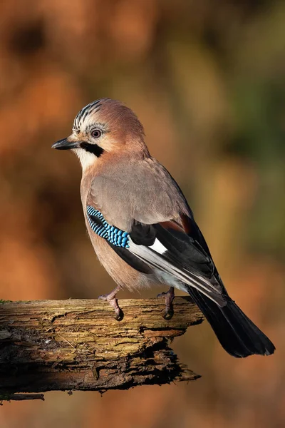 Jay euroasiático mirando por encima del hombro sobre madera en otoño naturaleza en tiro vertical — Foto de Stock