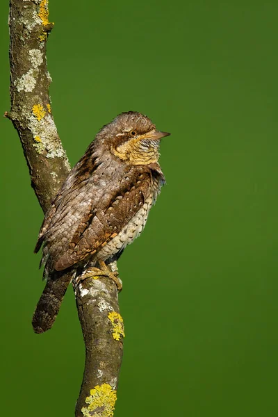 여름에 수직 사격으로 나무를 찾고 있는 유라시아 의 wryneck — 스톡 사진