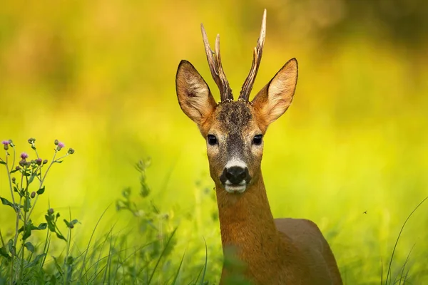 Curious roe deer looking into camera on a summer meadow with green grass — Stock Photo, Image