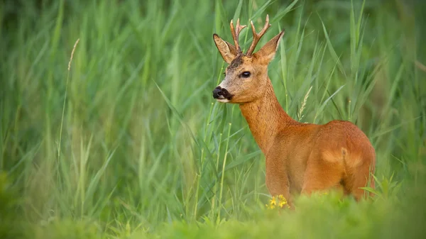 Roe szarvas buck megfigyelése réten nyári természet. — Stock Fotó