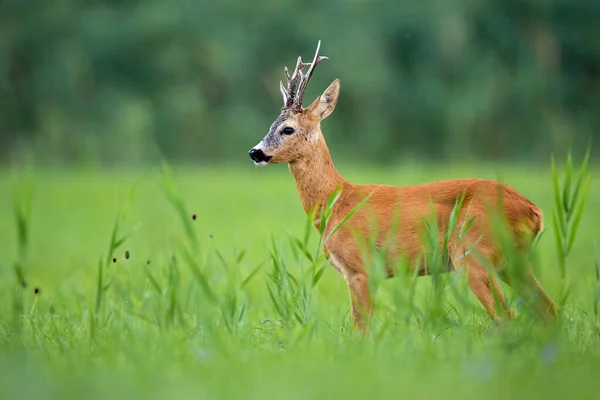 Roe veado fanfarrão de pé em uma pastagem verde na natureza verão — Fotografia de Stock