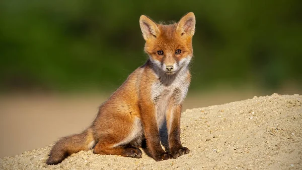 Young red fox sitting on sand in summer sunlight. — Stock Photo, Image