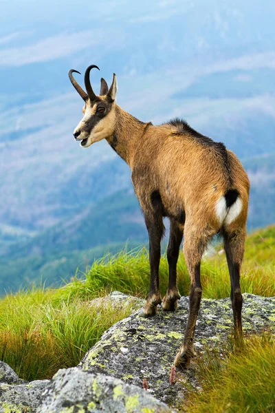 Tatra chamois jadeando en las rocas en la naturaleza veraniega —  Fotos de Stock