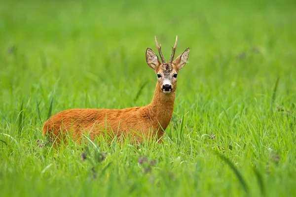 Roe veado fanfarrão de pé em uma grama verde alta e câmera de frente — Fotografia de Stock