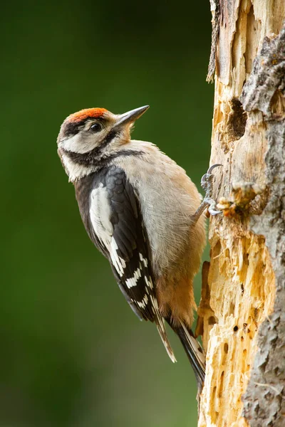 Adult lesser spotted woodpecker making a hole into the tree — Stock Photo, Image