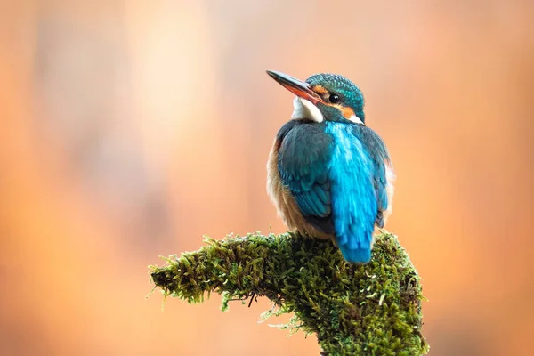 Mulher bonito do rei comum pescador sentado no ramo coberto de musgo — Fotografia de Stock