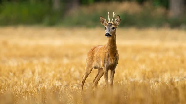 Jovem corça cervo fanfarrão com pequenos chifres em uma palha arquivado no verão — Fotografia de Stock