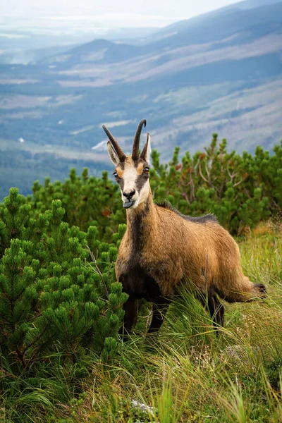 Tatra chamois with tongue out next to dwarf pine in summer — Stock Photo, Image