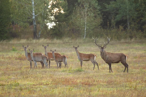 Troupeau de cerfs rouges regardant sur le champ en automne saison de ornières — Photo