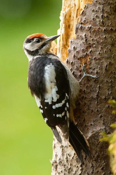 Beautiful lesser spotted woodpecker climbing tree in summer — Stock Photo, Image