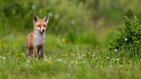 Raposa vermelha jovem em pé no prado florescente na luz do sol — Fotografia de Stock