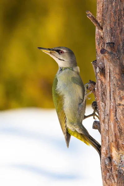 Adult grey-headed woodpecker perched on the tree in winter — Stock Photo, Image