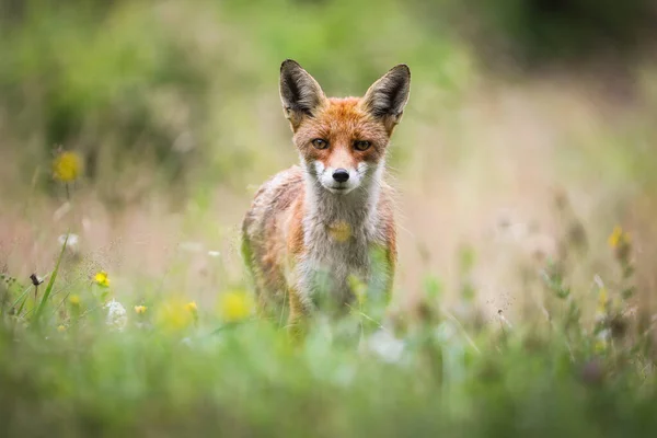 Raposa vermelha olhando para a câmera no prado florescente no verão — Fotografia de Stock