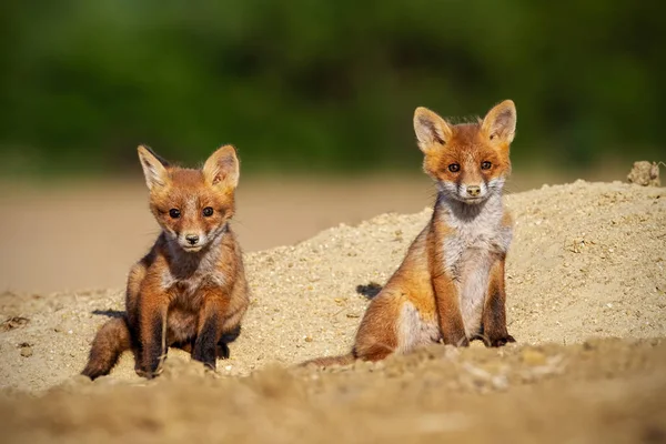 春の自然の中で2匹の赤いキツネの赤ちゃん日光浴 — ストック写真