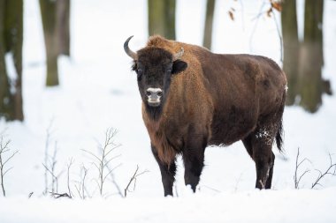 Karlı ormanda kışın ayakta duran dev yetişkin Avrupalı bizon