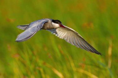 Güneşli yaz doğasında sık sık nemli topraklara iniş yapılır.