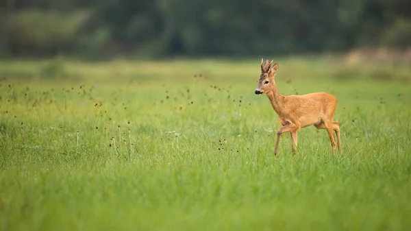 Roe veado buck andando no prado verde no verão com espaço de cópia — Fotografia de Stock