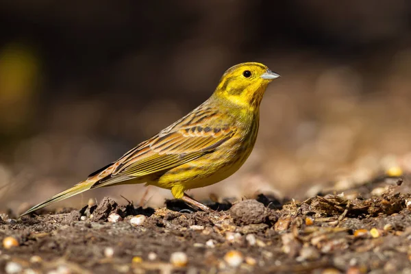 Yellowhammer sedí na zemi na slunci ze strany — Stock fotografie