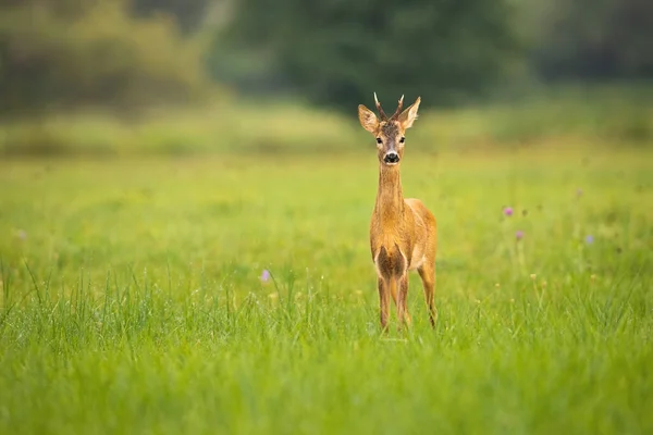 Junges Reh blickt auf Wiese mit Kopierraum in die Kamera — Stockfoto