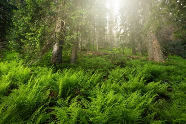 Starý prales s rostoucí kapradinou v zářícím slunečním dni — Stock fotografie