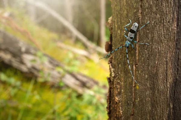 Alpine longhorn beetle climbing on tree in sunlight — Stock Photo, Image