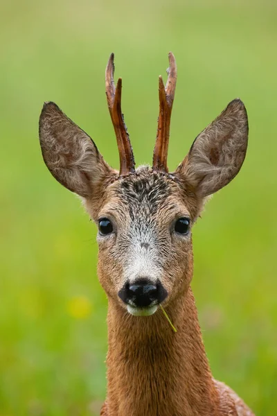 Adorável macho de corça cervo comendo grama no campo verde em close-up — Fotografia de Stock