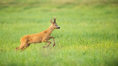 Roe geyiği yazın yeşil çayırlarda huzursuz olur.