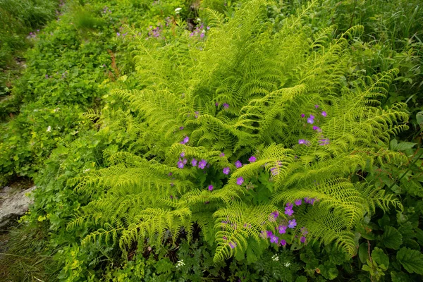 Зеленые листья папоротника и фиолетовые полевые цветы, цветущие в летнем лесу — стоковое фото