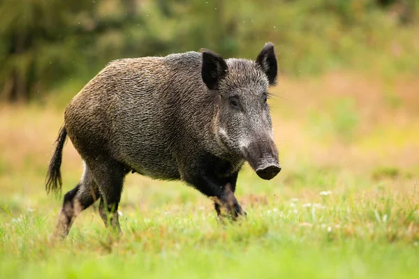 Ausgewachsenes Weibchen von Wildschweinen läuft allein auf Waldlichtung — Stockfoto