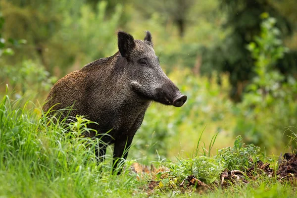 Ausgewachsenes Wildschwein mit nassem Fell steht allein im grünen Wald — Stockfoto