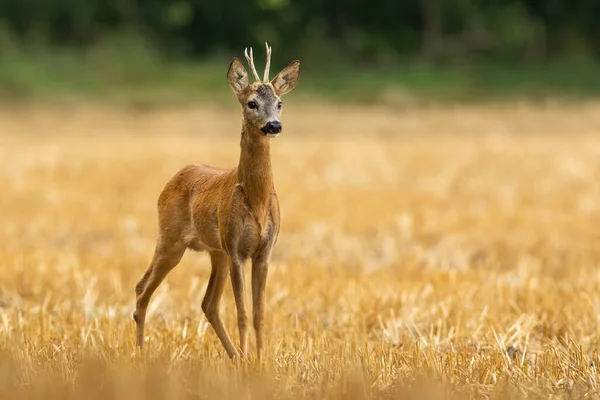 夏は黄色がかった上に一人で立っている若い色の鹿 — ストック写真