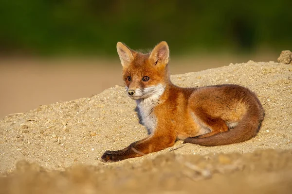 Рыжая лисичка лежит на песке под летним солнцем. — стоковое фото
