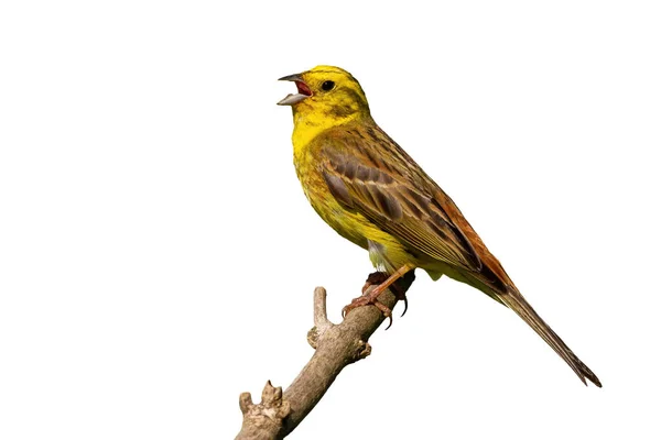 Yellowhammer singing on wood isolated on white background — Stock Photo, Image