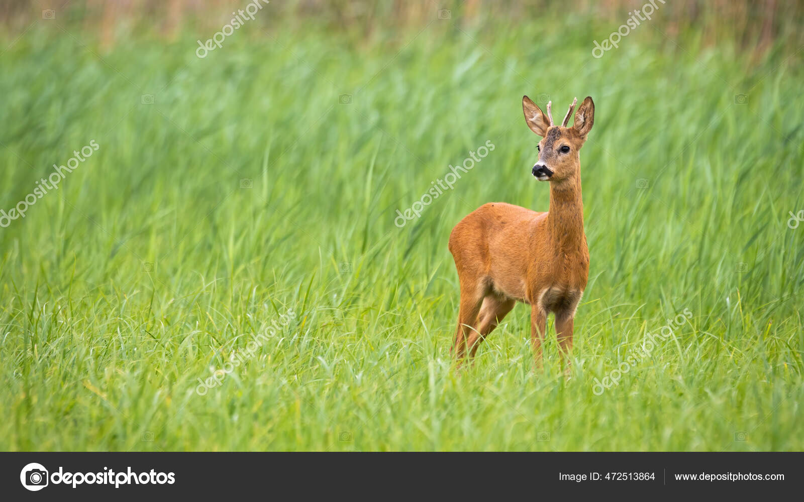 Corça na floresta capreolus capreolus corça selvagem na natureza