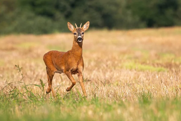 Mladý jelen jelen buck běží sám na suchém strništi v létě — Stock fotografie