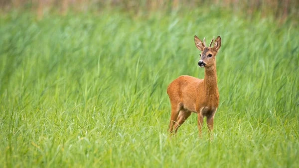 Jovem corça veado fanfarrão olhando no campo verde com espaço de cópia — Fotografia de Stock