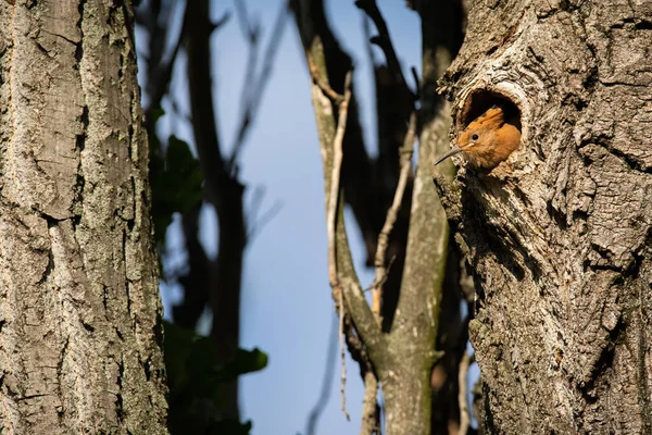 Hoopoe eurasiático asomándose desde el agujero en la naturaleza de verano —  Fotos de Stock