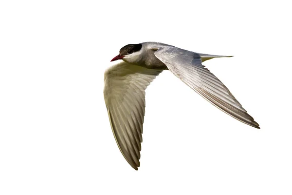 Common tern in flight isolated on white background — Stock Photo, Image