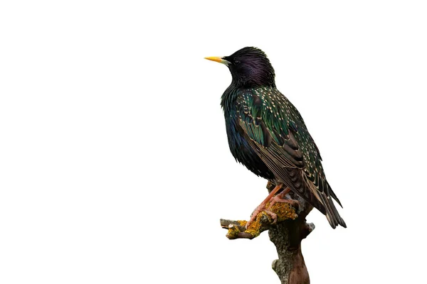 Starling comune seduto su ramo isolato su sfondo bianco — Foto Stock