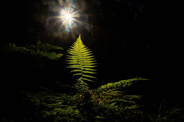 Ett enda ormbunksblad som växer på en mörk plats i skogen upplyst av solstrålar — Stockfoto